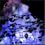 Blue leaf waters-bright 24x24.tif